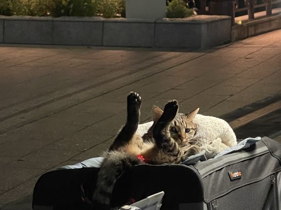 ゾンク中洲であい橋 クーポン