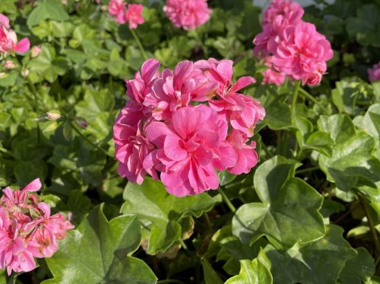 金馬侖高原度假村- 全球奢華精品酒店優惠