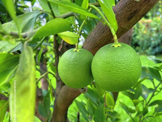 邛崍竹上花楸民宿優惠