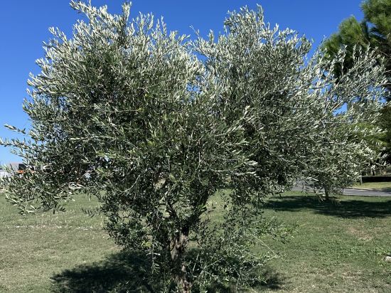 東羅馬希爾頓歡朋酒店優惠