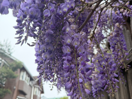 南投清境雲海景觀渡假山莊優惠