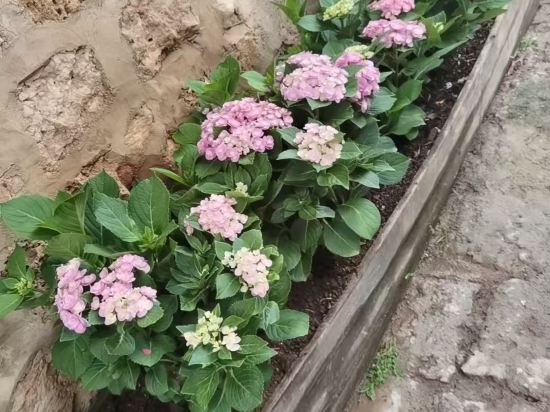 麗江雲慢·石溪民宿（古城大水車店）優惠