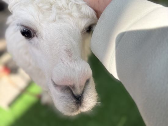 西雙版納稷澤萬達文華度假酒店優惠