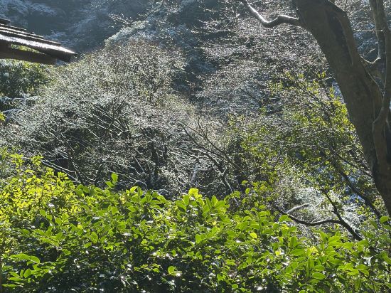 緑と渓流に抱かれた美肌温泉の宿　霧島温泉静流荘 クーポン