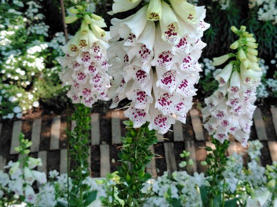 スーパーホテル佐野藤岡　 クーポン