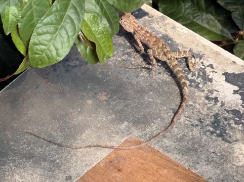 格拉斯服務式套房酒店優惠