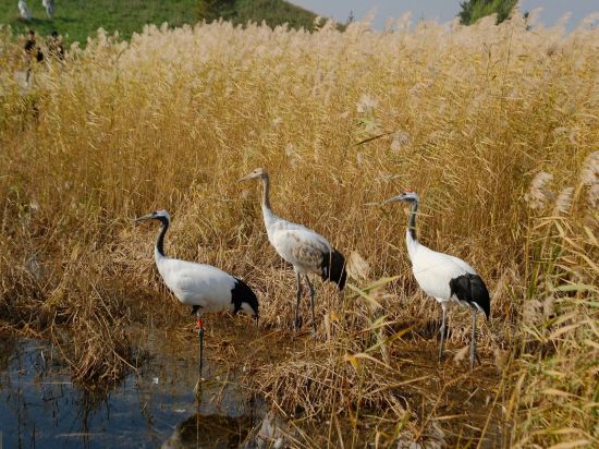 農居精品飯店（天府國際機場店）優惠