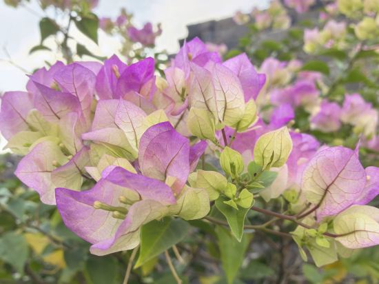 維也納智好酒店（橫店影視城夢幻谷店）優惠