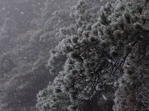 黃山獅林大酒店優惠