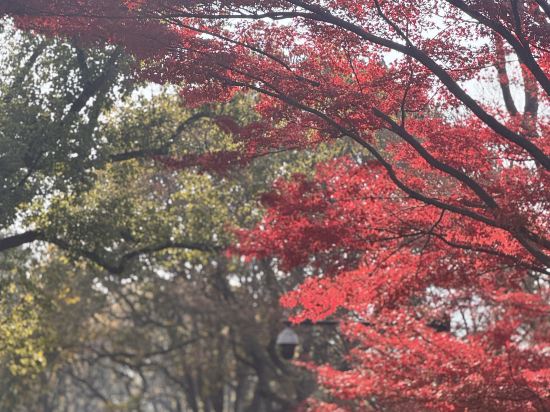 杭州君悦酒店優惠