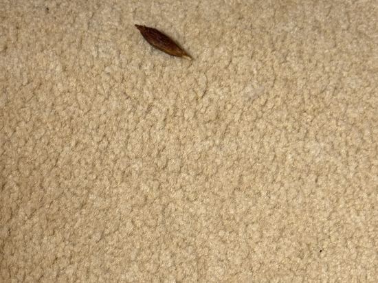 南京白金漢爵大酒店優惠