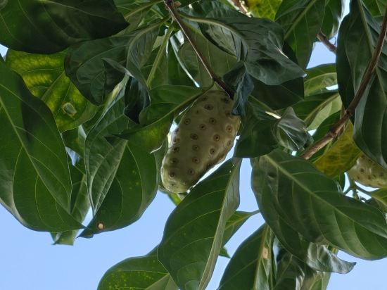 新山格拉納達酒店優惠