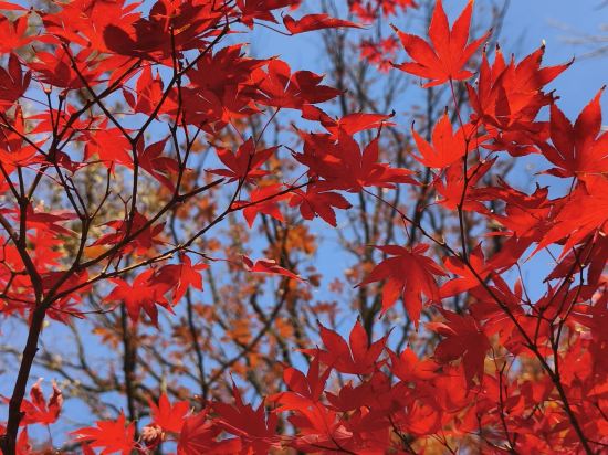 桔子水晶南京總統府中山東路飯店優惠