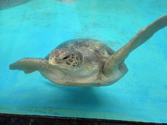 珠海長隆企鵝酒店優惠