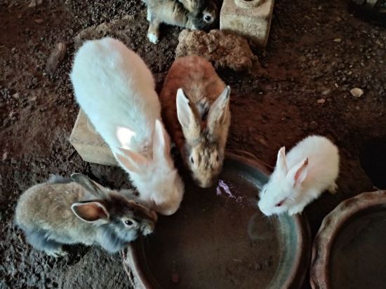 勒温斯里澤瑞酒店優惠