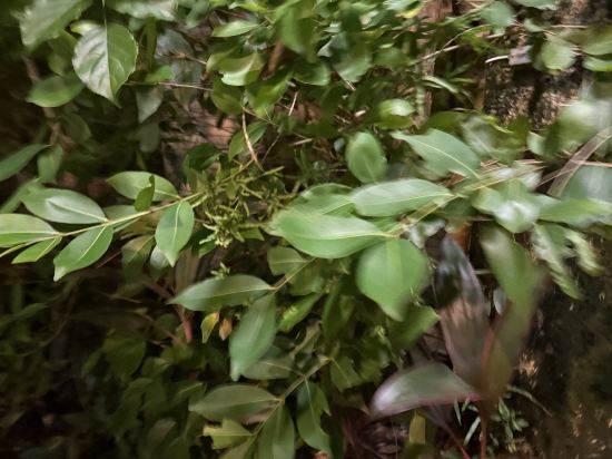 維也納酒店（上海浦東機場店）優惠