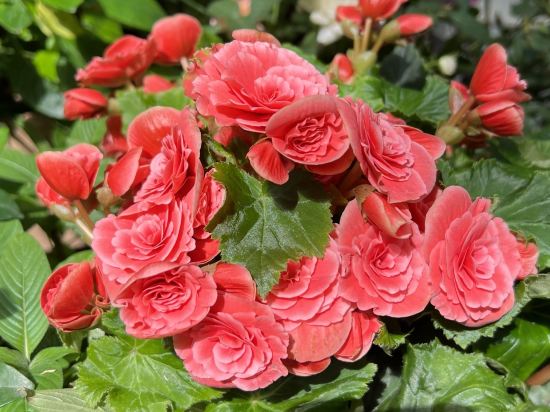 深圳6號花園酒店優惠