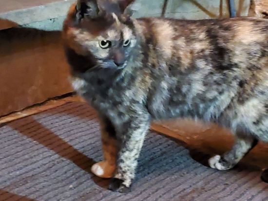 南投清境霞飛音樂城堡優惠