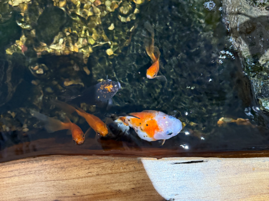 捨得棧民宿（佛山順德清暉園店）優惠
