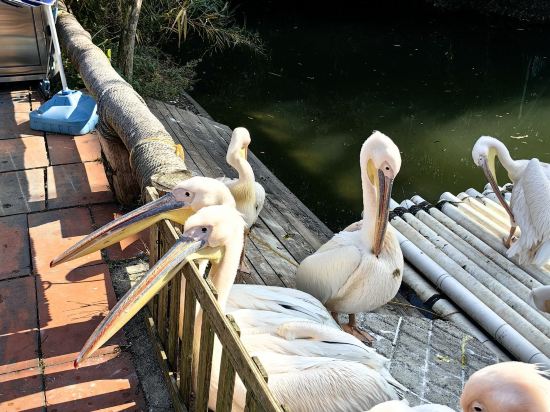 南京紫清湖温泉度假酒店優惠