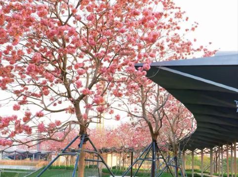 深圳維景酒店優惠