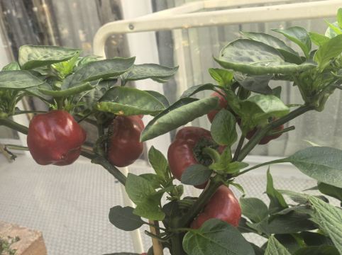 深圳6號花園酒店優惠