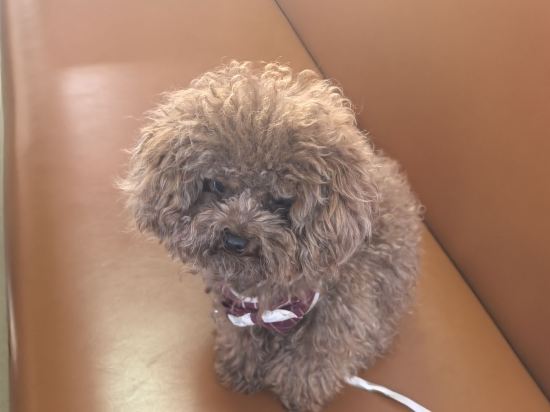 麗楓酒店（清遠市政府新城汽車站店）優惠