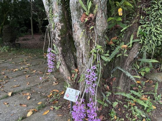五柳園休閒農場優惠