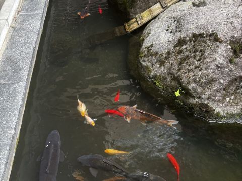 筑波山 江戸屋 クーポン