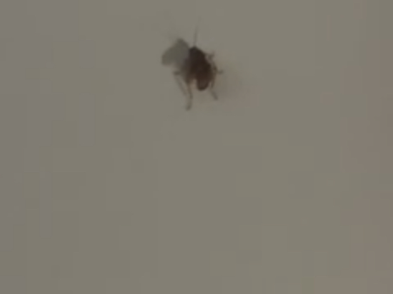 華美達休斯頓洲際機場南酒店優惠