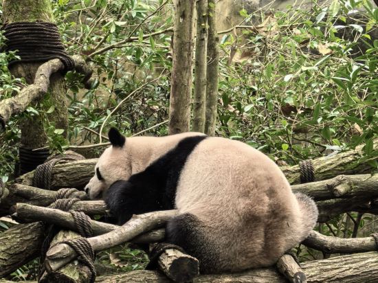 雲孚裏雲宿（都江堰南橋雲居）優惠