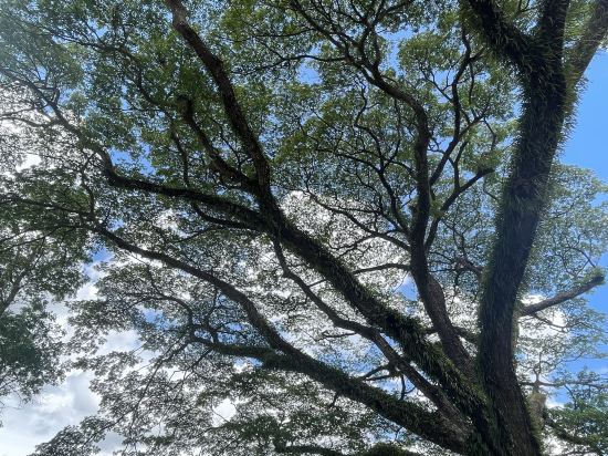 清邁高級旅舍優惠