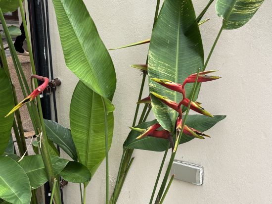 金海灘度假酒店（SHA Extra Plus）優惠