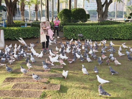 廈門天鵝大酒店優惠