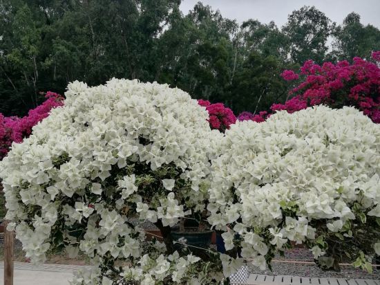 深圳維景酒店優惠