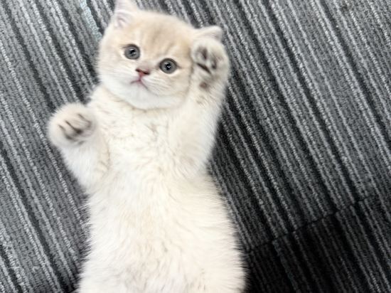 深圳華僑城藍汐精品酒店優惠