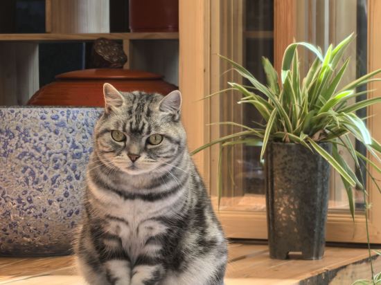 玉龍善哉善哉精緻客棧優惠