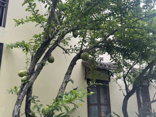 桑樹系列絲綢鄉村飯店優惠