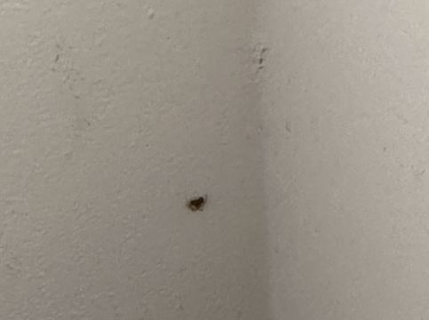 黃金海岸狂想曲度假村優惠