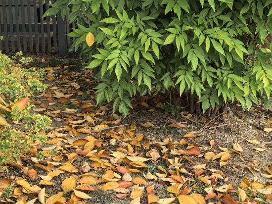 崑山瑞士大酒店優惠