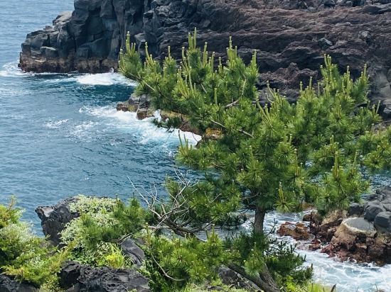 伊豆の家UNO クーポン