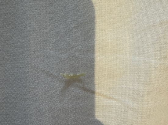 格拉斯麗淺草飯店優惠