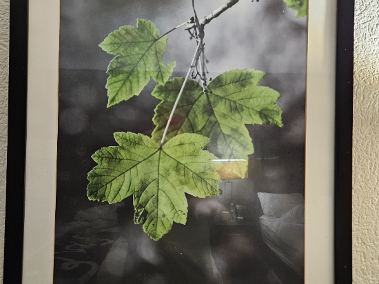 查爾斯頓河景温德姆拉昆塔套房酒店優惠