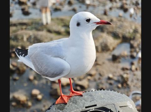青島海天大酒店優惠