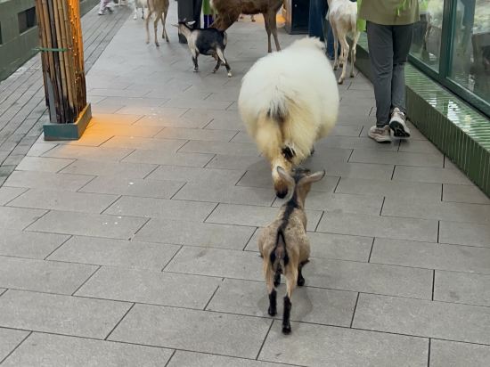 深圳益田威斯汀酒店優惠