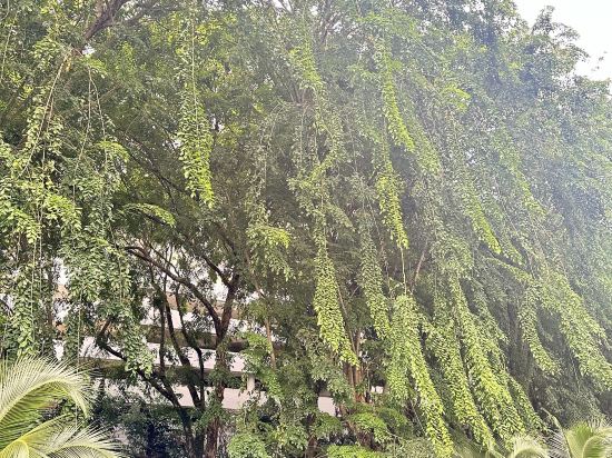 檳城希爾頓逸林度假飯店優惠