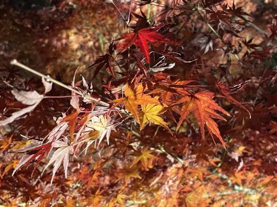 京都　梅小路　花伝抄優惠