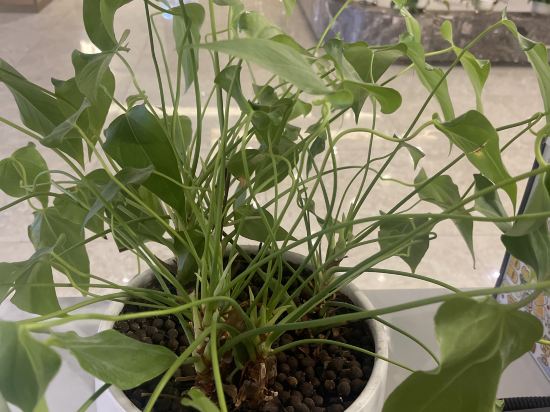 如時（潮娃）飯店（成都春熙路天府廣場地鐵站店）優惠