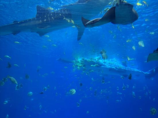 維也納酒店（珠海橫琴口岸海洋王國店）優惠