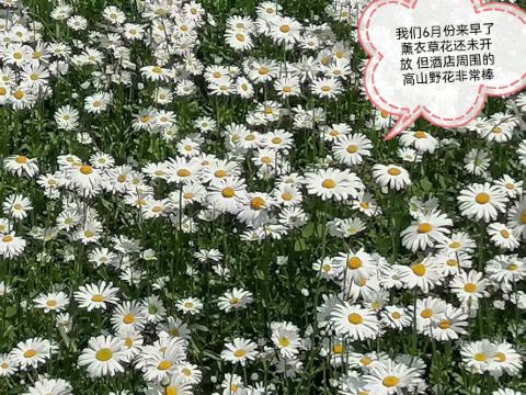 ハイランドふらの クーポン